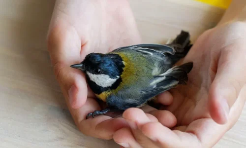 تفسير حلم امساك طائر ملون في المنام لابن سيرين