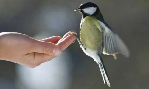 تفسير حلم امساك عصفور باليد في المنام لابن سيرين