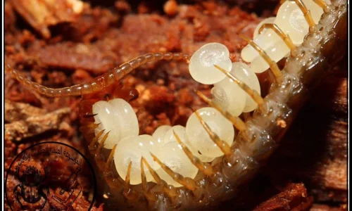 تفسير حلم ام اربعة واربعين بيضاء في المنام لابن سيرين