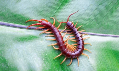 تعرف أكثر على تفسير رؤية ام اربعة واربعين في الحلم لابن سيرين