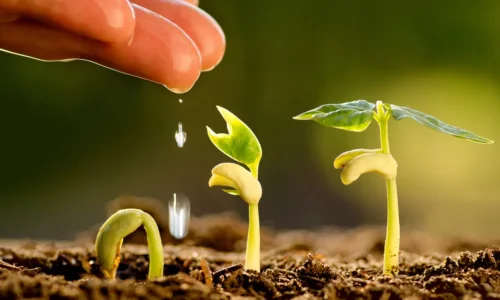 تفسير حلم زرع الشجر في المنام لابن سيرين