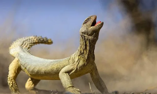 تفسير رؤية الضب في المنام للعزباء لابن سيرين