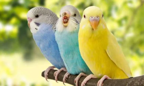 تفسير رؤية العصفور في المنام للعزباء لابن سيرين