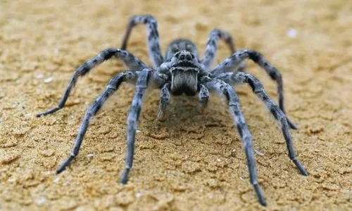 تفسير رؤية العنكبوت في المنام وقتله للعزباء لابن سيرين