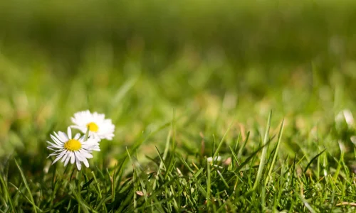 تفسير رؤية العشب الأخضر في المنام لابن سيرين