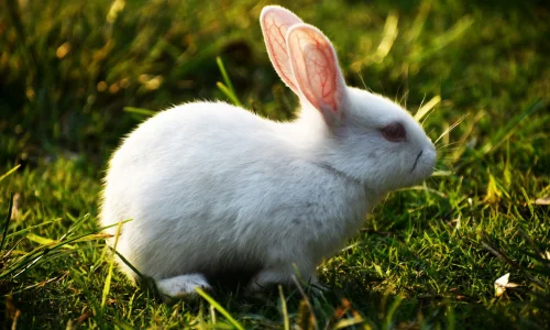 ما هو تفسير حلم الأرنب الأبيض في المنام لابن سيرين ؟