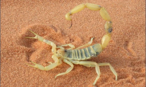 تفسير حلم قرصة العقرب الصفراء باليد في المنام لابن سيرين