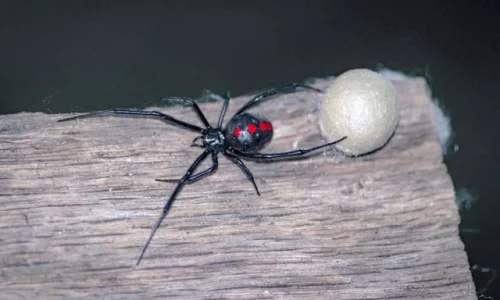 تفسير رؤية العنكبوت الأسود في المنام للرجل لابن سيرين