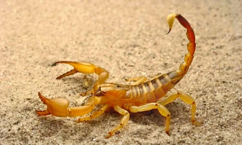 ما هو تفسير رؤية العقرب في الحلم لابن سيرين؟