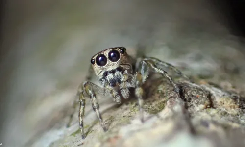 ما هو تفسير رؤية العناكب في المنام لابن سيرين؟