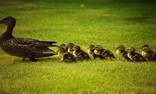 تفسير رؤية البط في المنام لابن سيرين