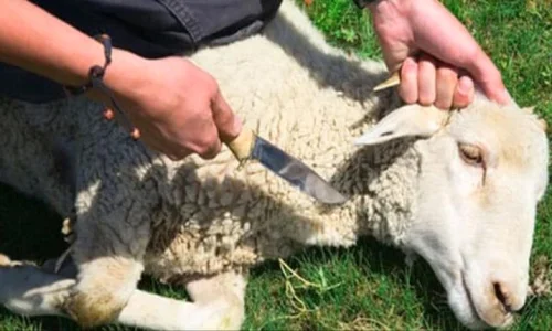 تفسير رؤية غنم ميتة في المنام للمتزوجة لابن سيرين