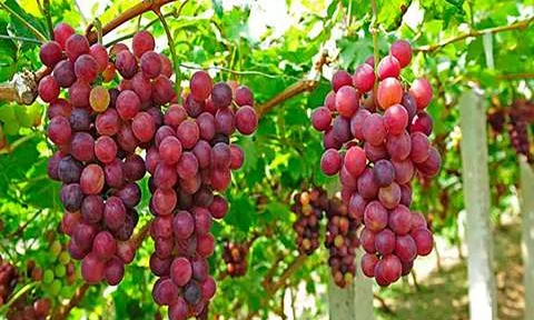 تفسير رؤية اكل العنب في المنام لابن سيرين