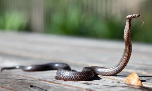 تعرف على أهم تفسيرات ابن سيرين لرؤية مسك رأس الثعبان في المنام للمتزوجة