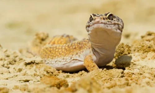 ما هو تفسير رؤية البرص في المنام للمتزوجة لابن سيرين