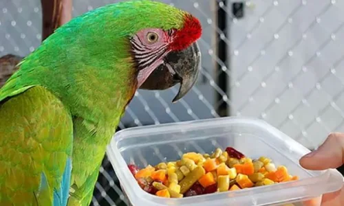 ما هو تفسير رؤية الببغاء الأخضر في المنام لابن سيرين؟