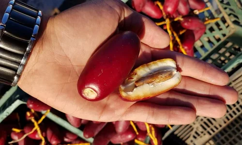 اعرف أكثر عن تفسير رؤية البلح الأحمر فى المنام لابن سيرين