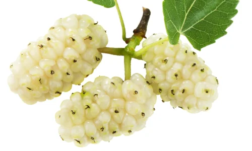 تعرف على تفسير رؤية التوت الأبيض في المنام لابن سيرين