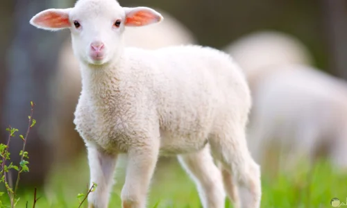 ما هو تفسير رؤية الخراف في الحلم لابن سيرين؟