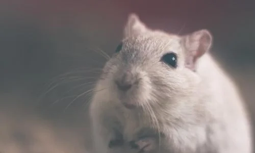 معنى الفأر في المنام لابن سيرين