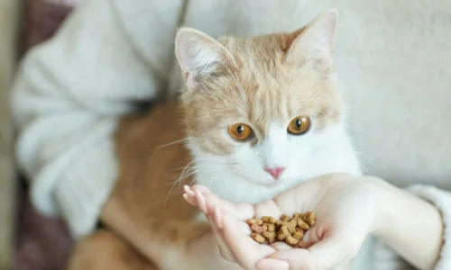 تعرف على تفسير إطعام القطط في المنام للعزباء لابن سيرين