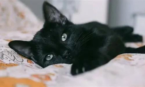 تعرف على تفسيرات ابن سيرين لحلم القطة السوداء في المنام للمتزوجة