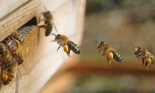 تعرف على تفسير رؤية الخوف من النحل في المنام لابن سيرين