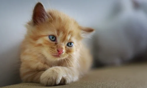 ما هو تفسير رؤية القطة في المنام لابن سيرين؟