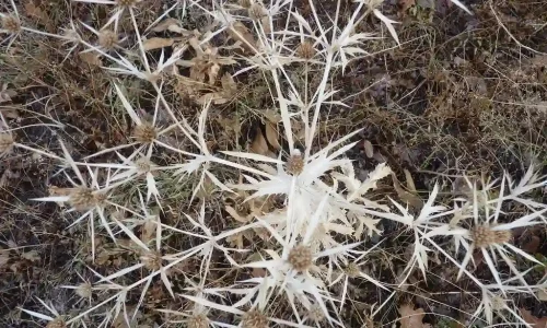 ما هو تفسير رؤية الشوكة في المنام لابن سيرين؟
