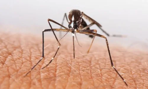 تعرف على تفسير الهسهس في المنام لابن سيرين