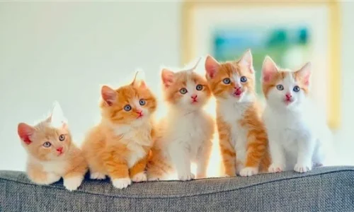 ما هو تفسير رؤية القط في المنام لابن سيرين؟