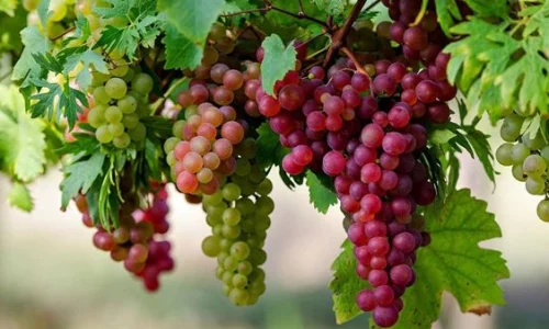 اعرف أكثر عن تفسير رؤية العنب في المنام لابن سيرين