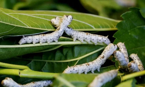 اعرف أكثر عن تفسير الدود الأبيض في المنام لابن سيرين