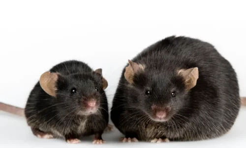 اعرف أكثر عن تفسير حلم الفأر الأسود في المنام لابن سيرين