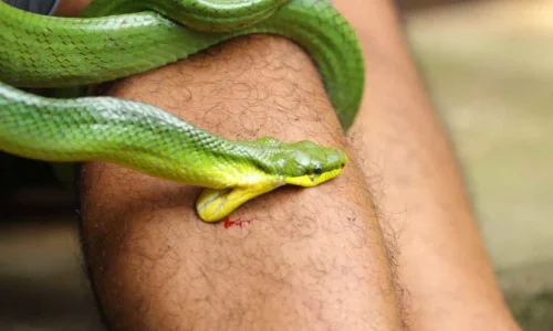 تعرف على تفسير حلم لدغة الثعبان في اليد للمتزوجة لابن سيرين