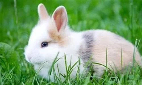 ما هو تفسير حلم أرنب أبيض في المنام لابن سيرين؟