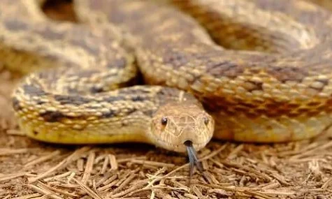 ما هو تفسير رؤية الثعبان في المنام للحامل لابن سيرين؟