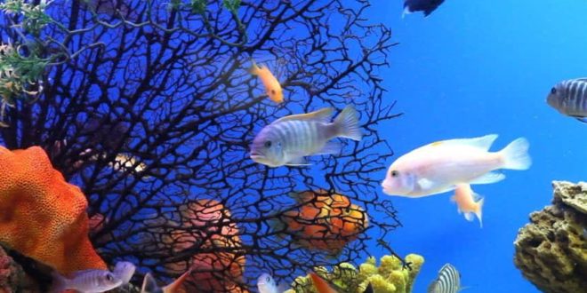 تفسير حلم الاسماك في المنام