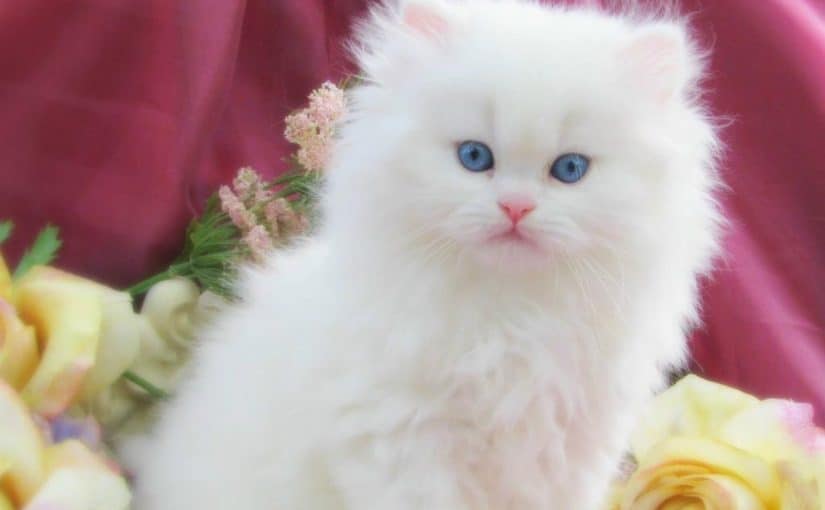 ما هو تفسير حلم قطط بيضاء في المنام لابن سيرين؟