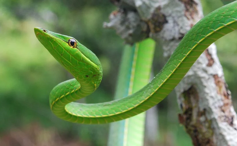 الثعبان الأخضر في المنام