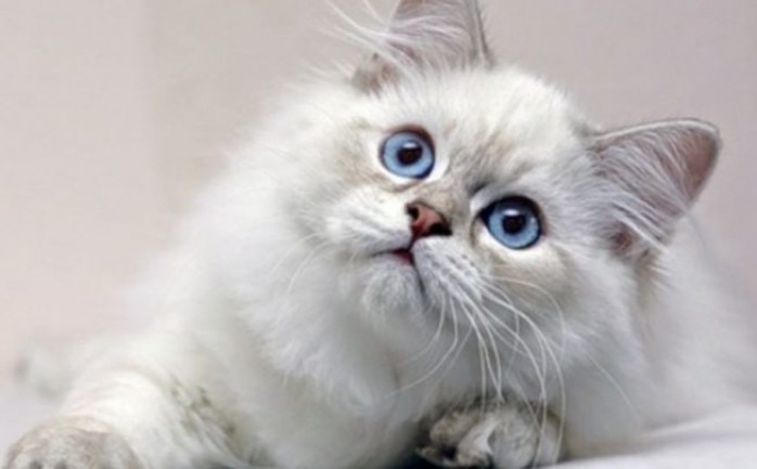 القطط البيضاء في المنام