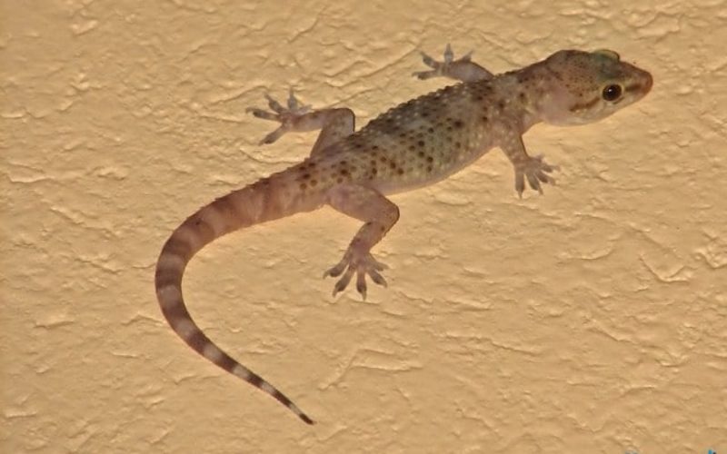 أهم 20 تفسير لحلم الوزغ لابن سيرين