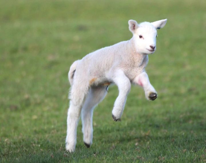 تفسير رؤية الغنم في المنام لابن سيرين