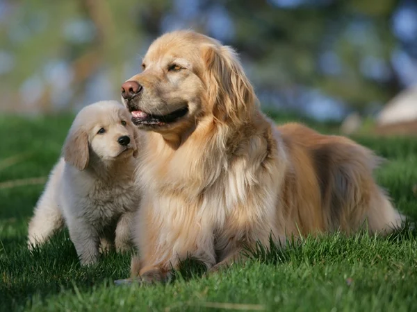 تعرف على تفسير حلم كلاب في المنام لابن سيرين