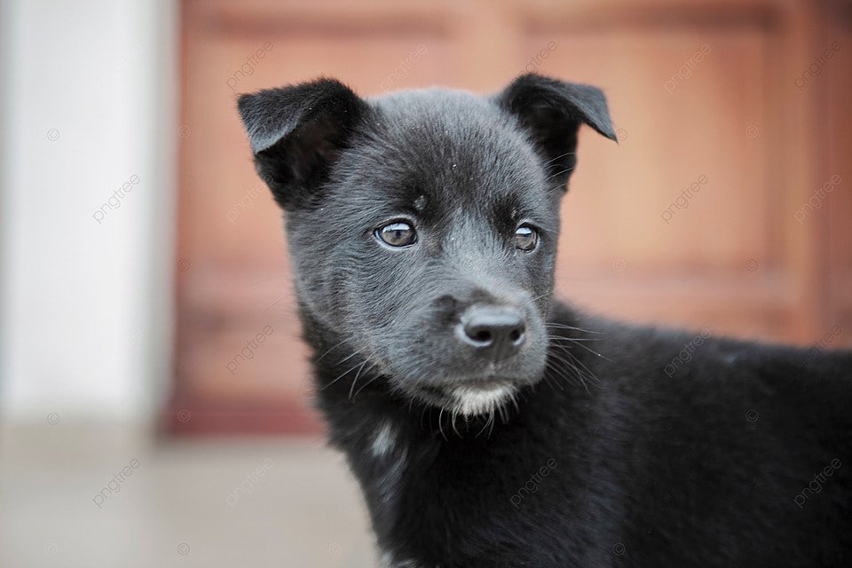 تعرف أكثر على تفسير حلم الكلب في الحلم لابن سيرين