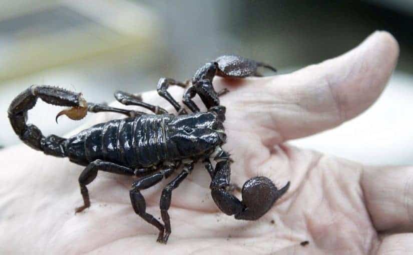 لدغة العقرب في الراس في المنام