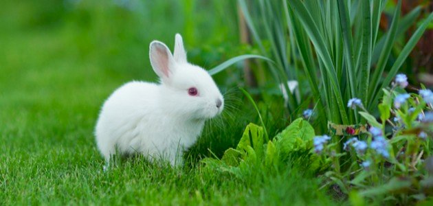 تفسير حلم الأرنب 