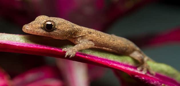 البرص في المنام