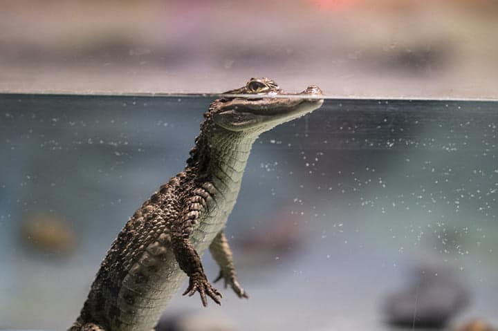 التمساح في المنام