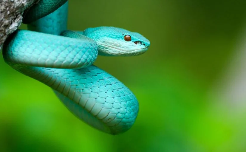 الثعابين في المنام